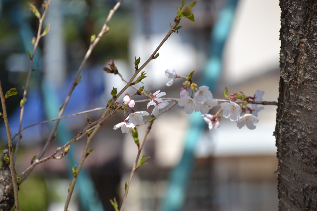 桜