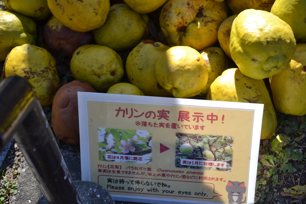 カリンの実　展示中