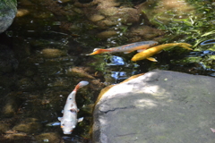 友泉亭　池の鯉