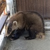 アナグマ
