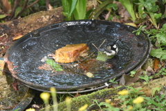 シジュウカラの行水