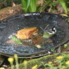 シジュウカラの行水