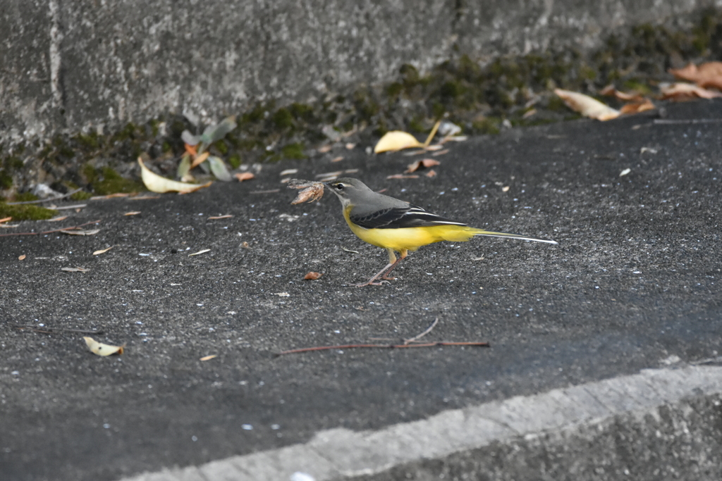 キセキレイ　お食事中　※とりあえず閲覧注意