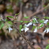 ナガバモミジイチゴの花