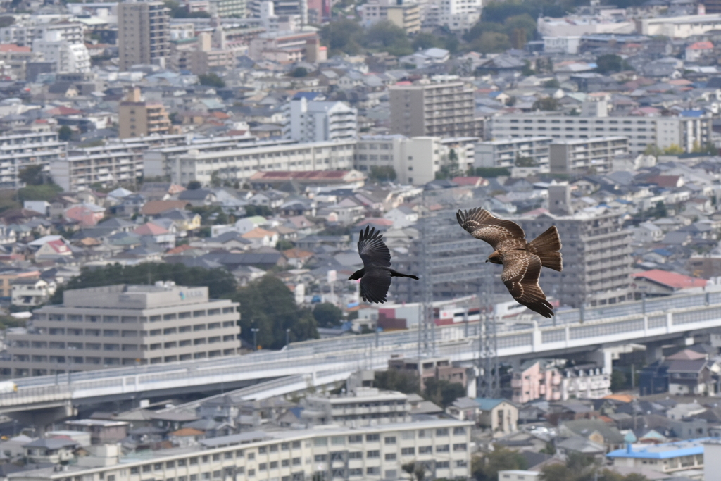 トビとカラス　ランデブー