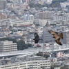 トビとカラス　ランデブー