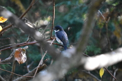 リュウキュウサンショウクイ