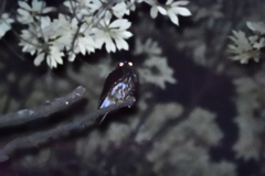 神社のフクロウ１