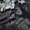 神社のフクロウ１