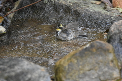 ミヤマホオジロ　水浴び