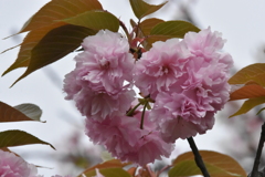 公園の八重桜