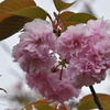 公園の八重桜