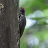 背中で語るアオゲラさん