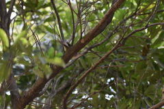 ウグイス　西南の杜湖畔公園