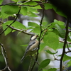 ヤマガラ幼鳥　香椎宮