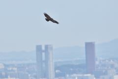 街を飛ぶハチクマ