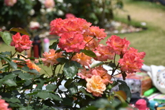 京都府植物園のバラ