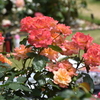 京都府植物園のバラ