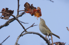 柿って美味しいね♪