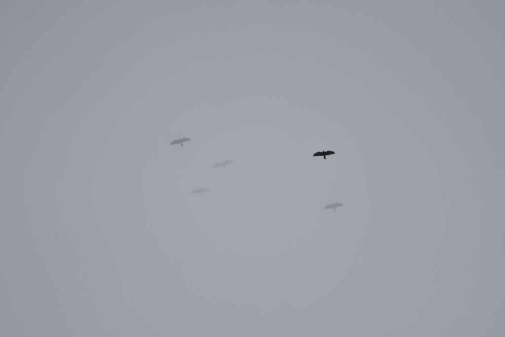 ハチクマ　雲中飛行
