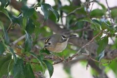 キクイタダキの食事