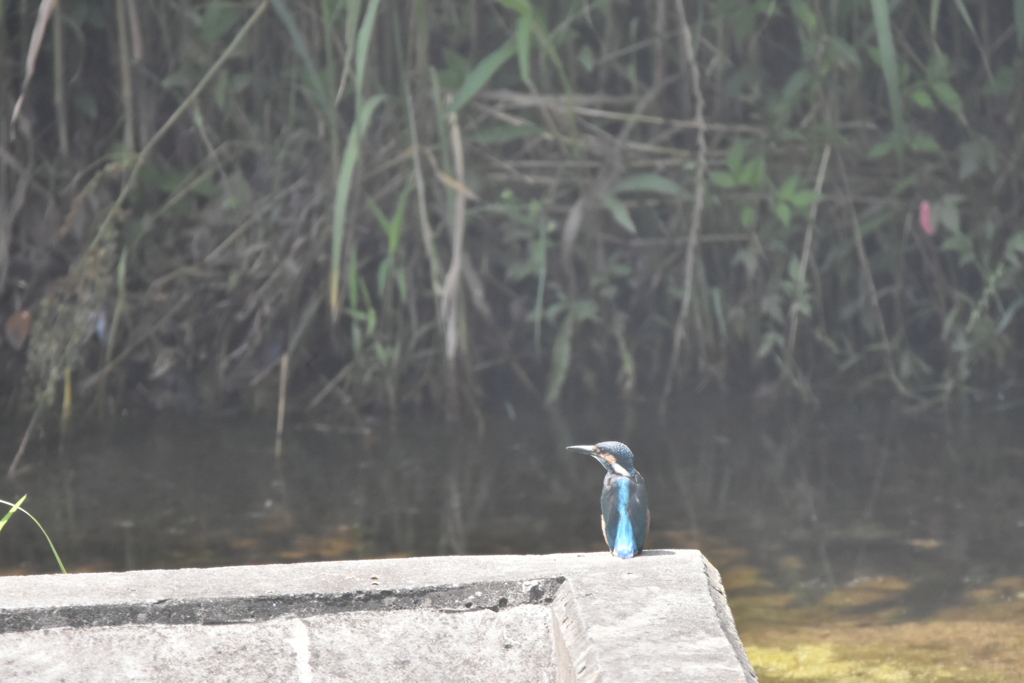カワセミ