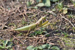 散歩の途中，背中にいたカマキリさん