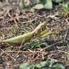 散歩の途中，背中にいたカマキリさん