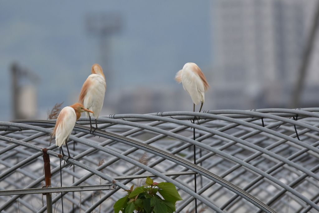 アマサギ