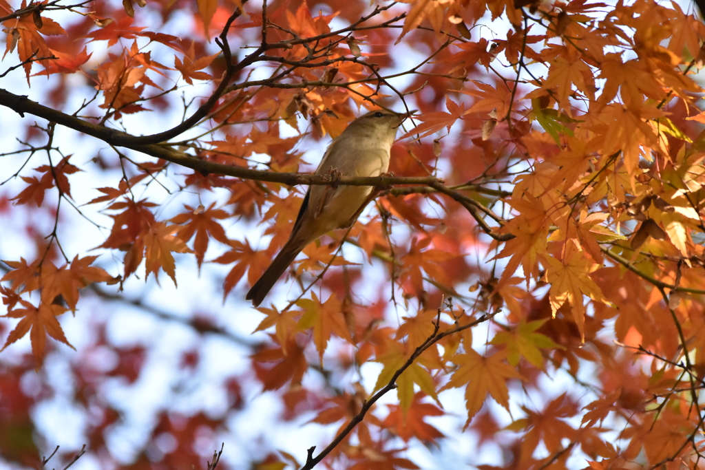紅葉とウグイス