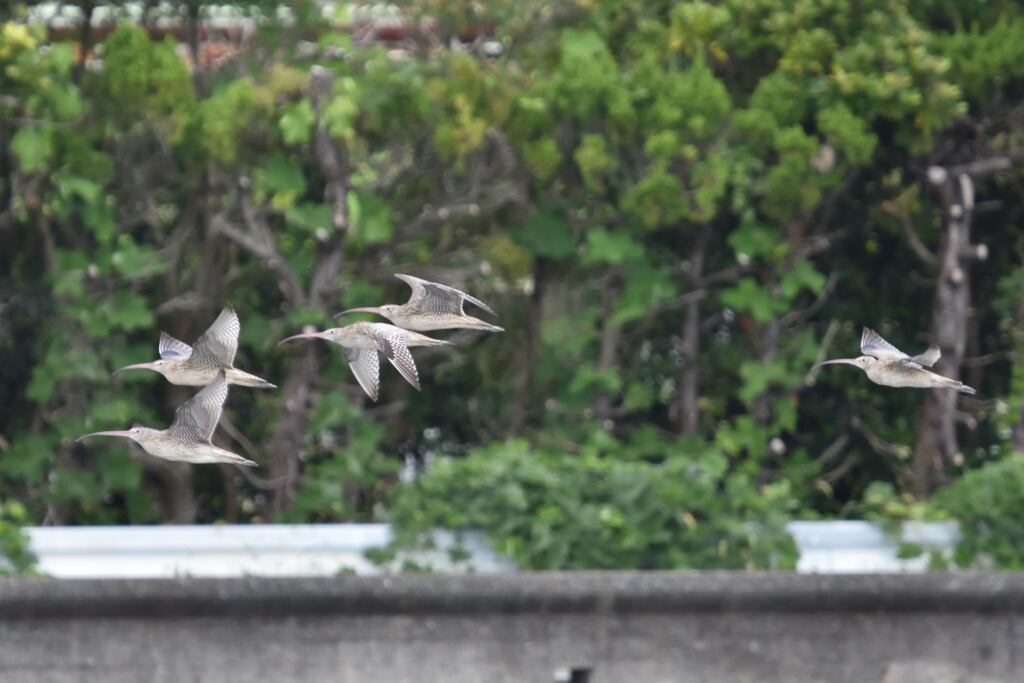 ホウロクシギ