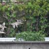 ホウロクシギ
