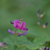 ヤマハギの花