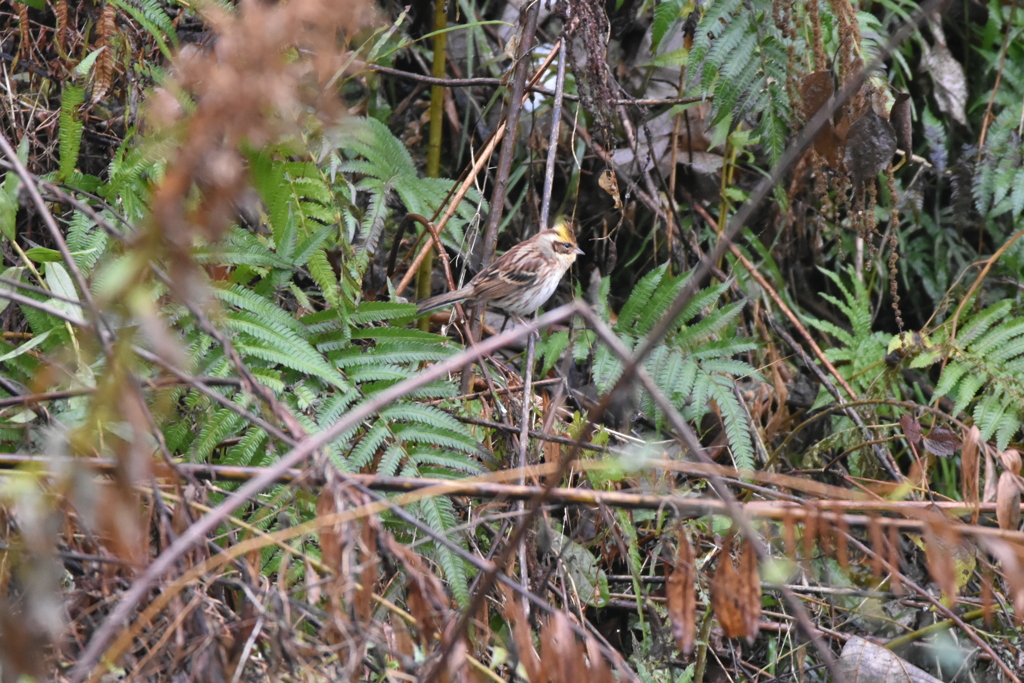 ミヤマホオジロ　♀