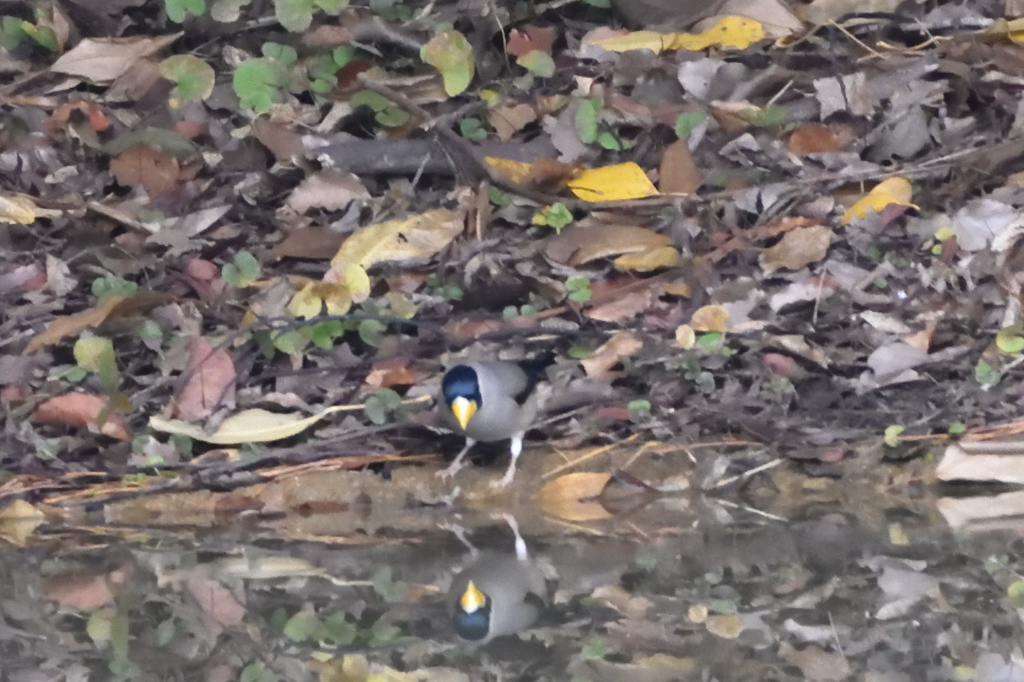 イカル　西南の杜湖畔公園