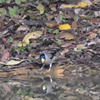 イカル　西南の杜湖畔公園