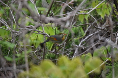 ソウシチョウ　西油山