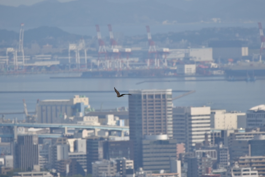 ハチクマ　油山片江展望台から