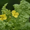 菜の花が咲くということは・・・