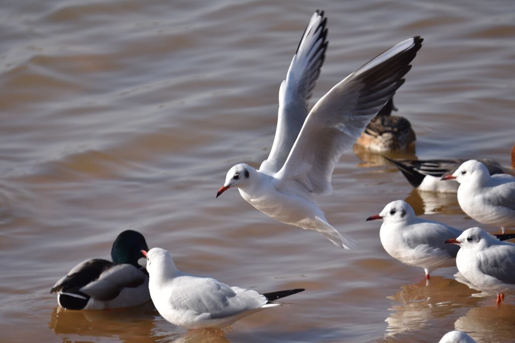 駕与丁公園にて