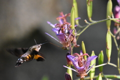 ホシホウジャク