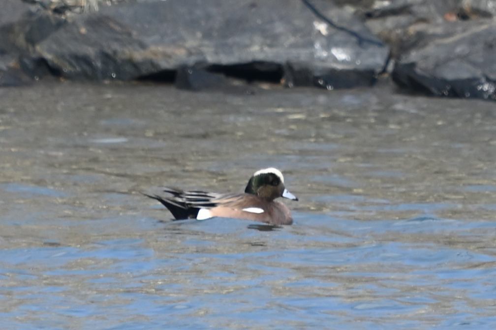 アメリカヒドリ