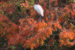 ダイサギと紅葉