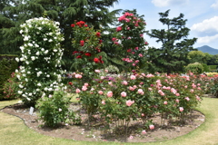 京都府植物園のバラ