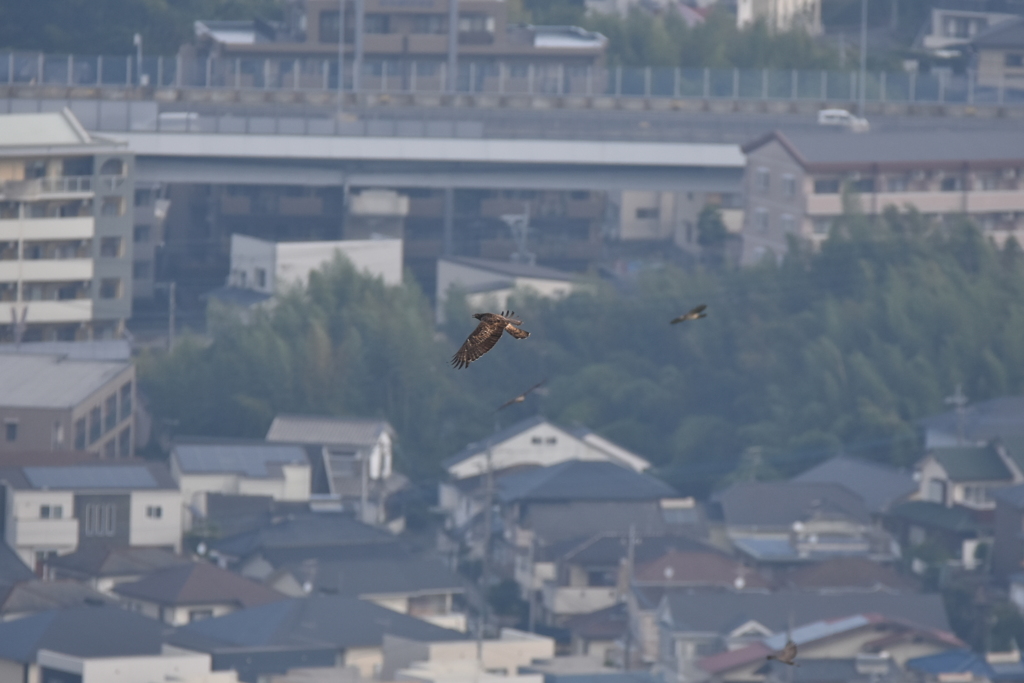 ハチクマ