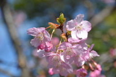 河津桜