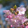 河津桜