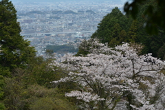 サクラ
