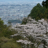 サクラ