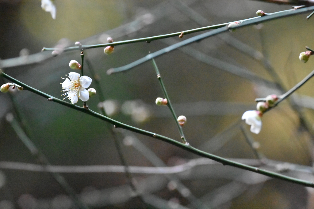 梅の花